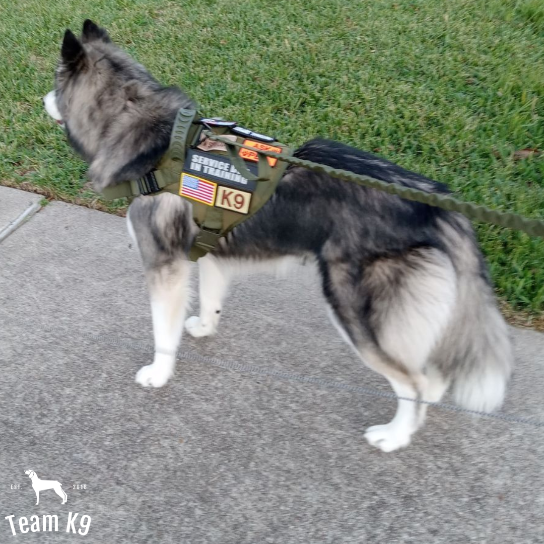 Tactical Dog Harness System All-In-One Training Bundle...