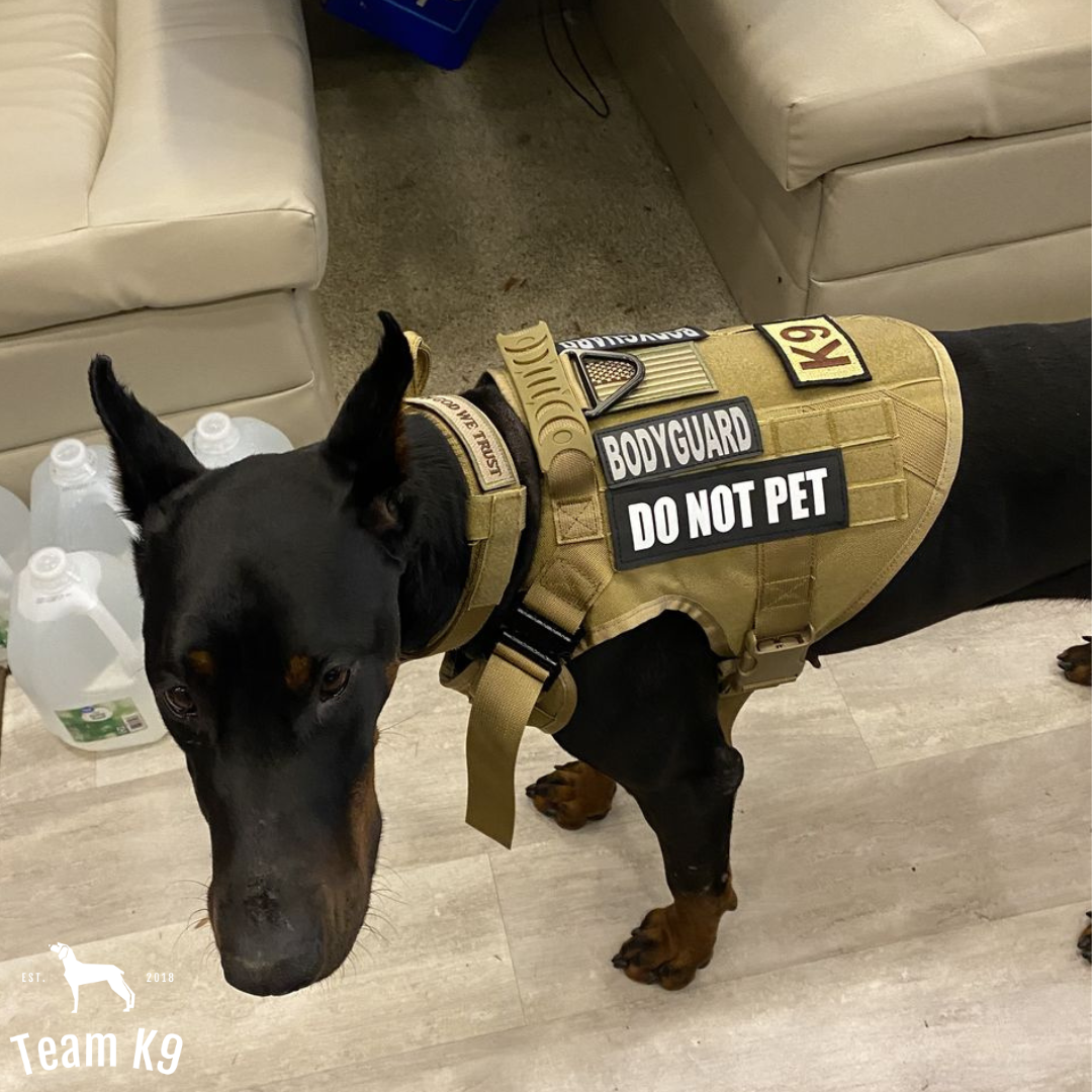 Tactical Dog Harness System All-In-One Training Bundle...