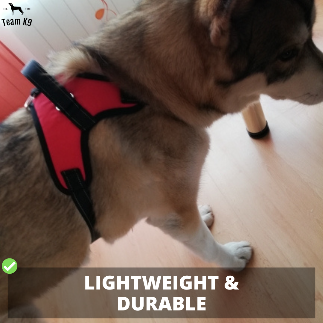 Dog Harness No-Choke Adjustable Safety Harness Trend...