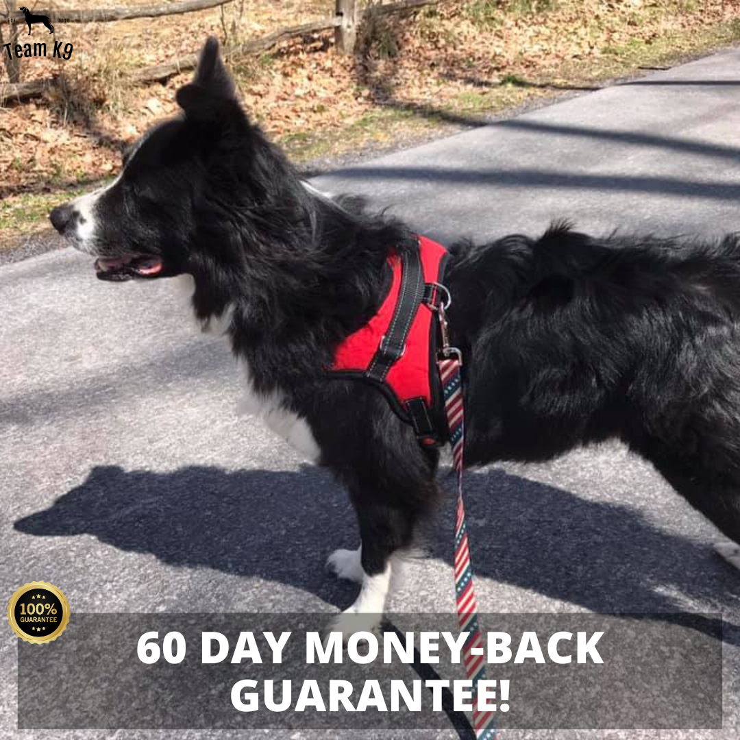 Dog Harness No-Choke Adjustable Safety Harness Trend...