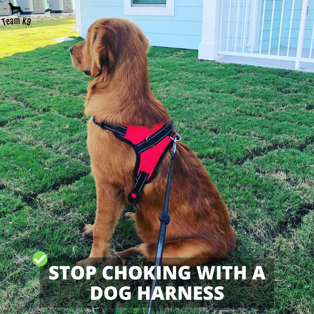 Dog Harness No-Choke Adjustable Safety Harness Trend...