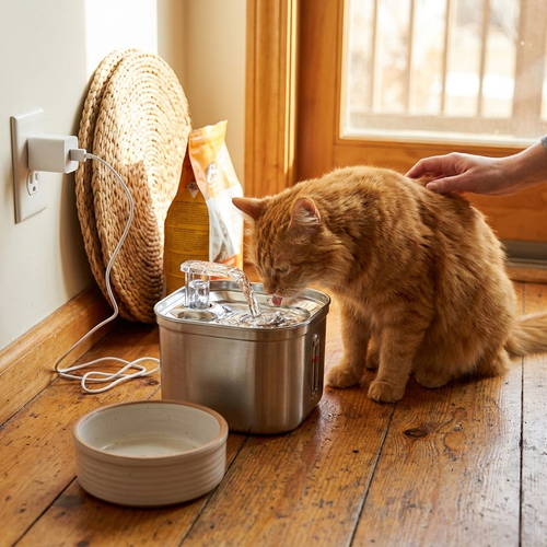 Stainless steel automatic pet water dispenser in use