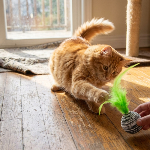 Striped feather ball cat toy in use