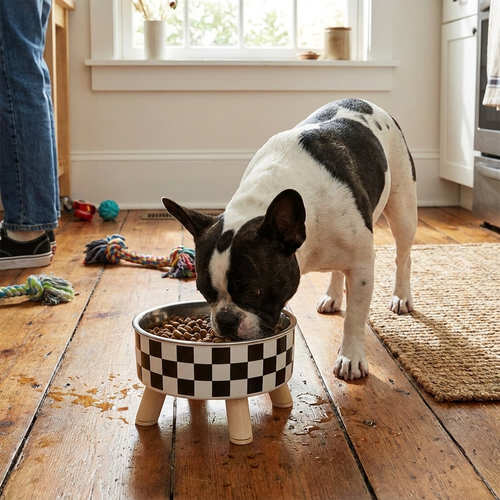 Tall polka-dot stainless steel cat bowl in use