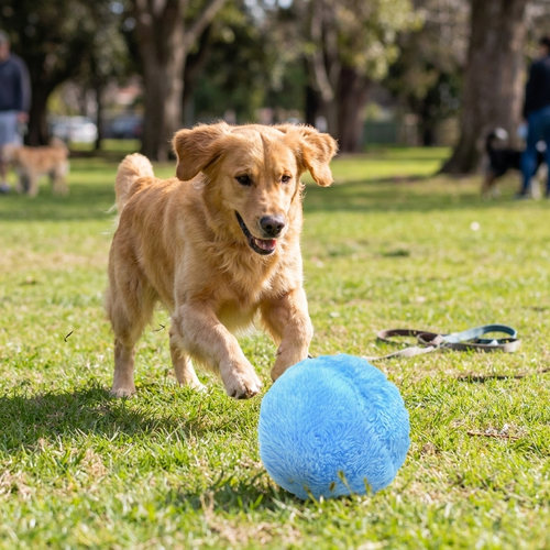 Active Rolling Ball