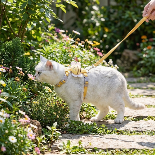 Cat Collar And Harness