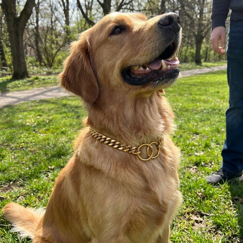 Heavy-Duty Dog Collar