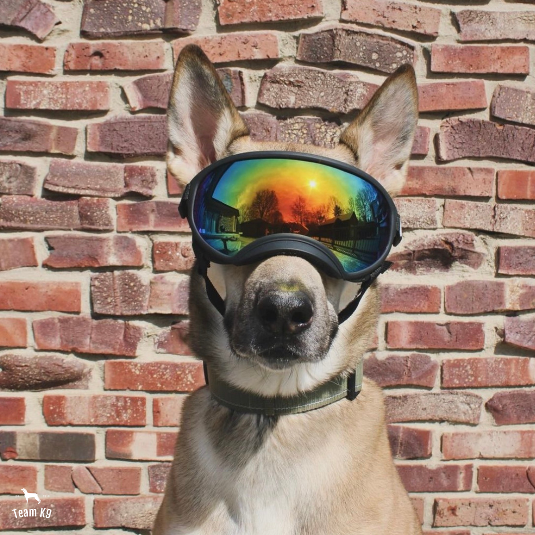 Dog Goggles Adjustable Eye Protection For Active Dogs...